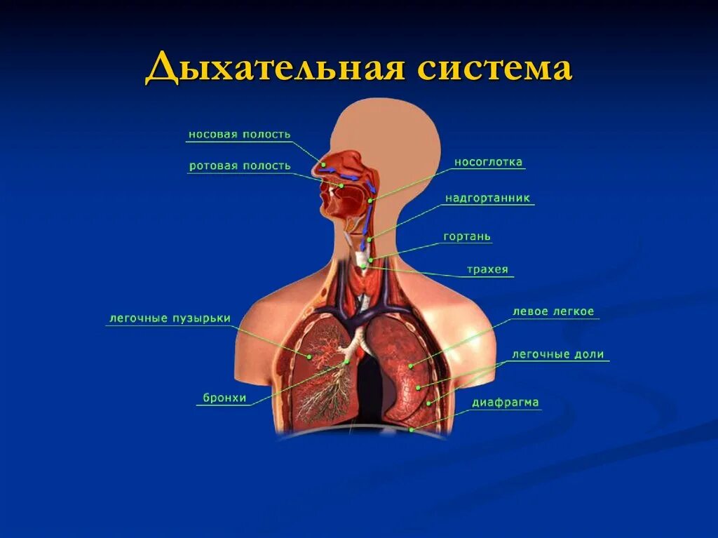 Каковы функции дыхания. Органы дыхательной системы 8 класс биология. Система органов дыхания 8 класс биология. Дыхательная система органов дыхания биология 8 класс. Дыхательные пути биология 8 класс.