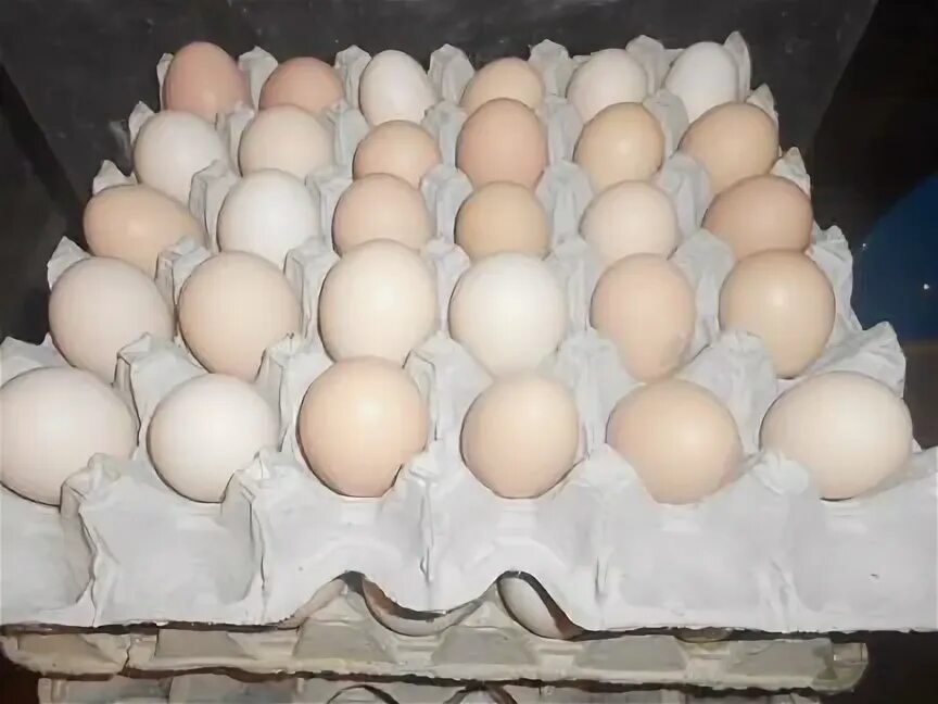 Купить яйцо ростовская область. Фото с авито с яйцами. Авито яйцо Углянец. Продажа домашней птицы в Новошахтинске.