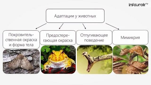 Адаптация в борьбе. Борьба за существование и естественный отбор. Адаптация животных. Борьба за существование это адаптация. Виды адаптации животных.