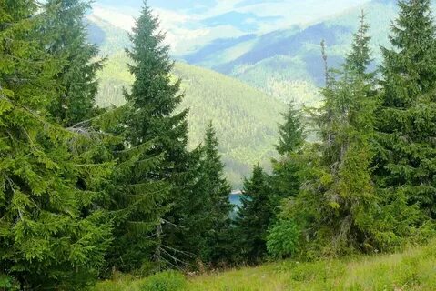 Хвойные леса евразия