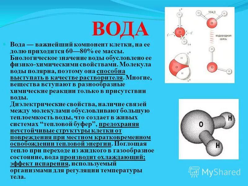 Вода особенности строения функции. Характеристика молекулы воды. Структура и функции воды в клетке. Строение и функции воды. Вода особенности строения функции.