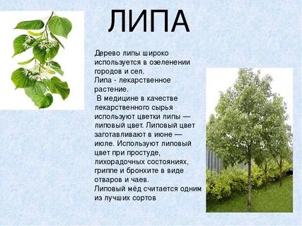 Окружающий мир характеристика