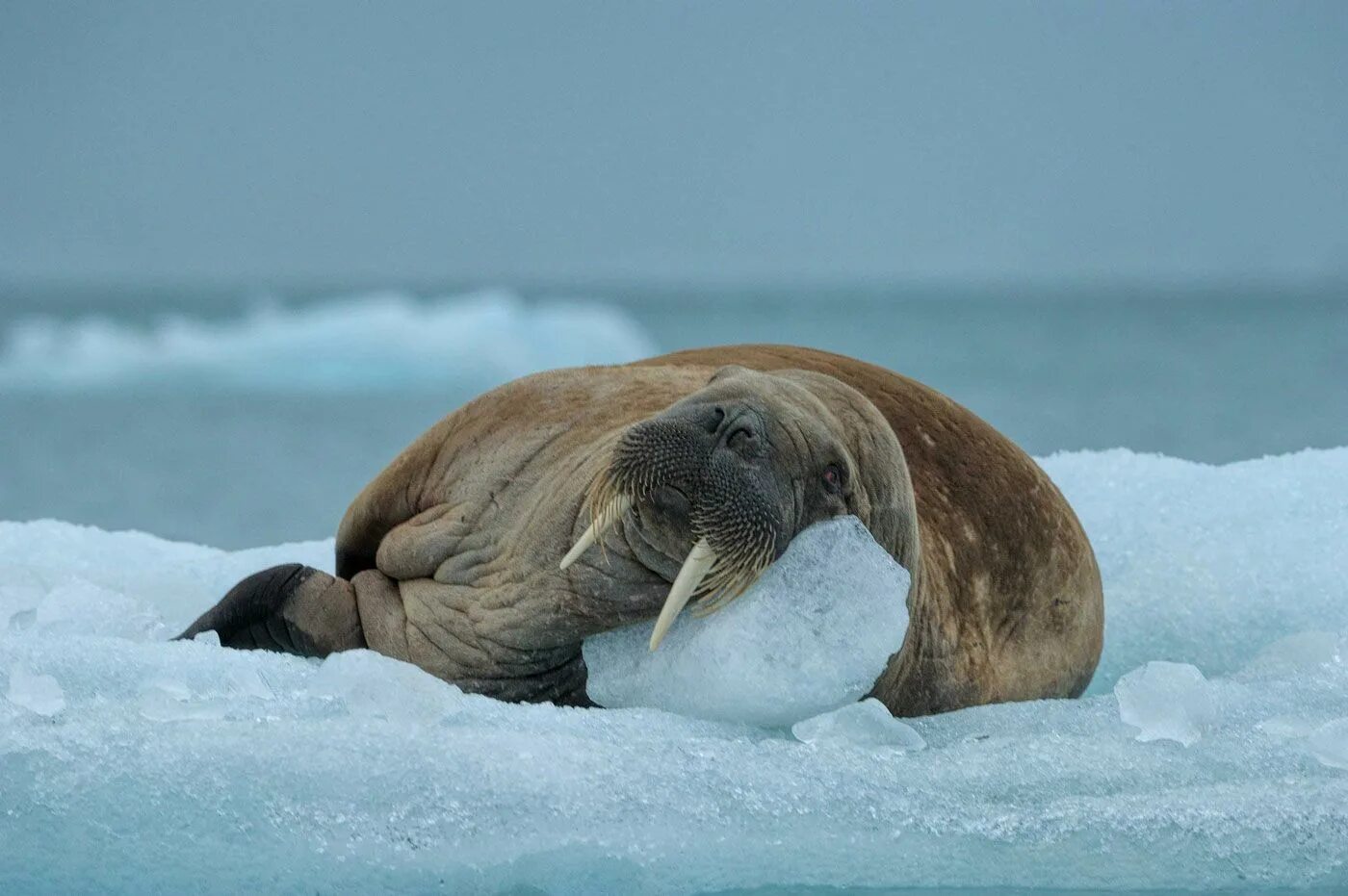 Морж в Арктике Арктика. Тихоокеанский морж (Odobenus rosmarus divergens). Атлантический морж. Морж в Арктике. Моржи в тундре