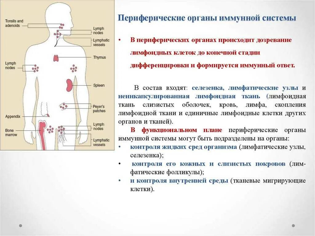 Центральные и периферические органы иммунной системы схема. Схема расположения центральных и периферических органов иммунитета. Перечислите периферические органы иммунной системы. Различия центральных и периферических органов иммунной системы.