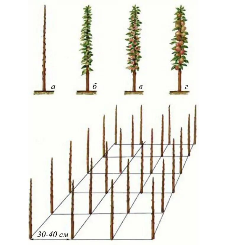 Формировка колоновидной яблони. Схема посадки колоновидных яблонь. Яблоня колоновидная саженец для посадки. Колоновидные яблони схема посадки. Колоновидная яблоня посадка и уход