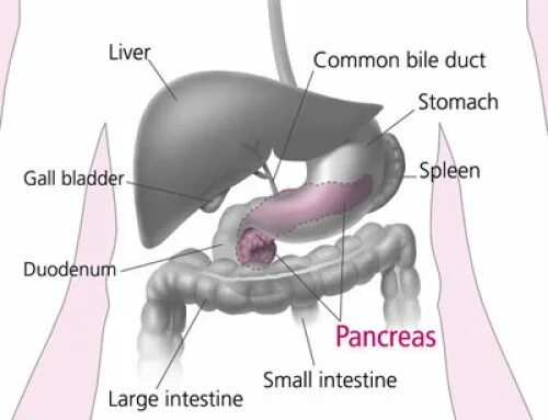 Селезенка и поджелудочная железа одно и тоже. Желудок селезенка поджелудочная железа. Селезёнка и поджелудочная железа. Поджелудочная железа и селезенка расположение. Расположение желчного пузыря у женщин.