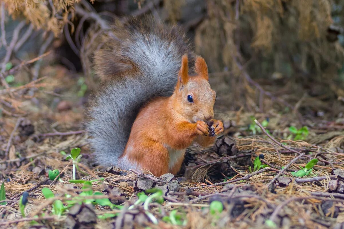 звери леса. красная белка. в каких лесах обитает белка. в каких лесах обитает белка. обыкновенная белка рыжая бельчонок.