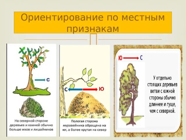 Природные признаки сторон горизонта 2 класс. Ориентирование по местным признакам. Ориентиры по природным признакам. Ориентирование потместным природным признакам. Способы ориентирования по местным признакам.