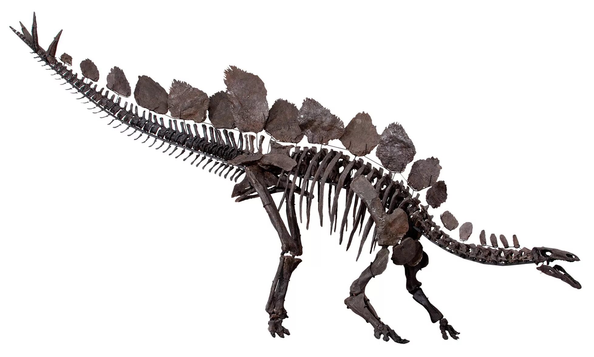 Стегозавр скелет. Травоядный динозавр с шипами на спине. Птицетазовые динозавры скелет. Стегозавр скелет палеонтология. Травоядные динозавры с шипами