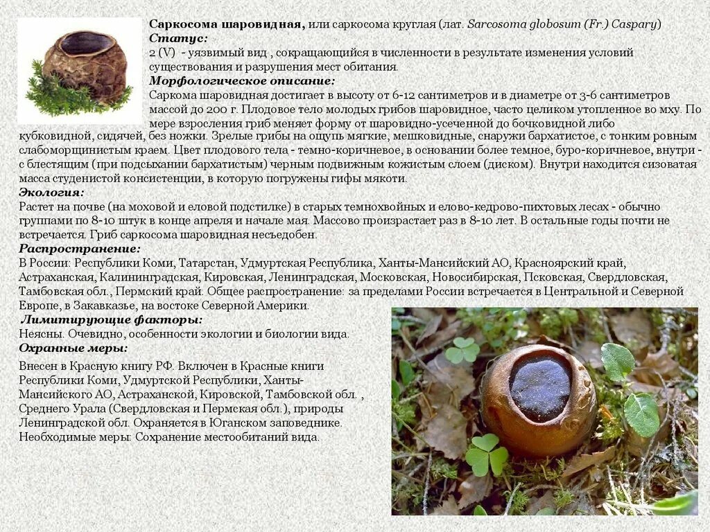 саркосома шаровидная. молодильный гриб саркосома. молодильные грибы саркосома. молодильные грибы саркосома шаровидная. саркосома шаровидная гриб.