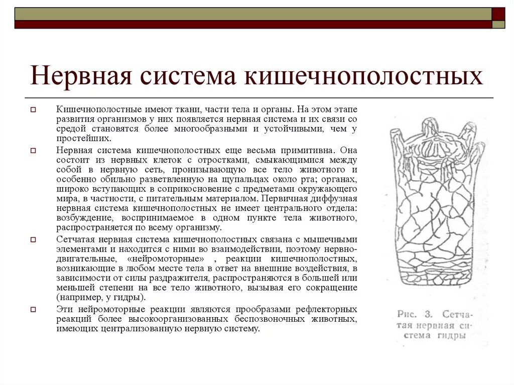 Представители диффузной нервной системы. Тип Кишечнополостные нервная система. Нервная система сетчатого типа. Кишечная нервная система. Строение диффузной нервной системы.