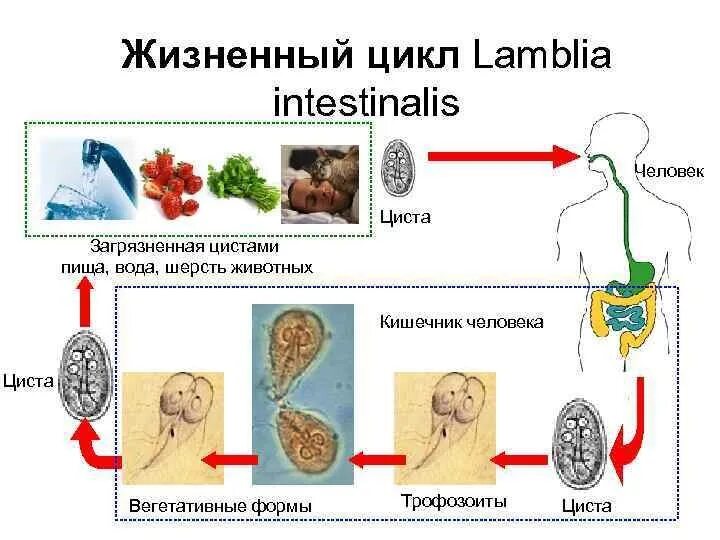 Стадии жизненного цикла цисты. Цикл развития лямблии схема. Лямблия кишечная цикл развития. Цикл развития лямблиоза схема. Цикл развития кишечной лямблии.