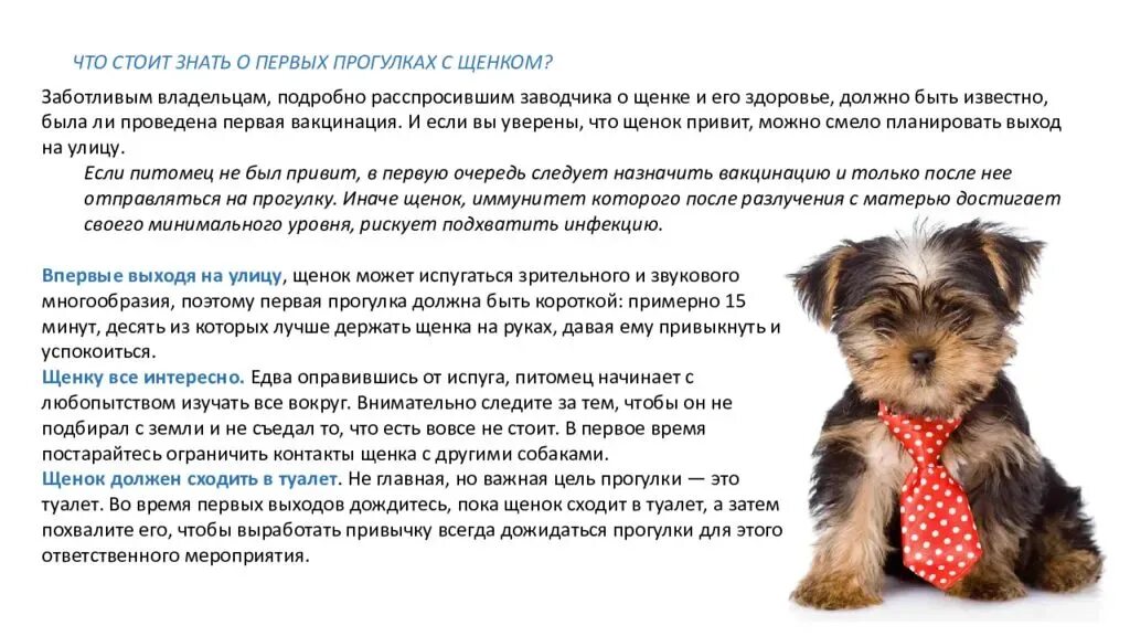 Как надо давать собаку. График питания йоркширского терьера. Памятка по уходу за собакой Йоркширский терьер. Что должен уметь щенок йоркширского терьера. Советы по выбору щенка.