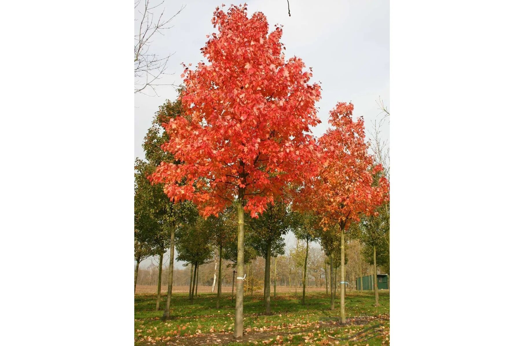 Дуб красный Quercus rubra. Quercus rubra (дуб красный) 'Aurea'. Дуб rubra. Клен Рубра. Красно черешчатый дуб