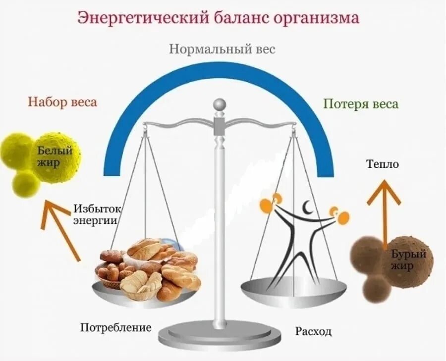 Здоровье весов мужчин. Энергетический баланс рационального питания. Энергетический баланс. Энергетический баланс организма. Энергетический баланс человека.