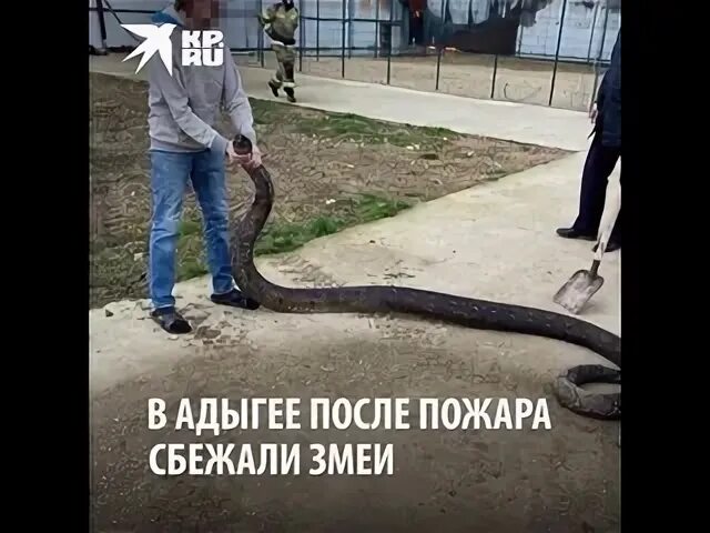 Змеи сбежали