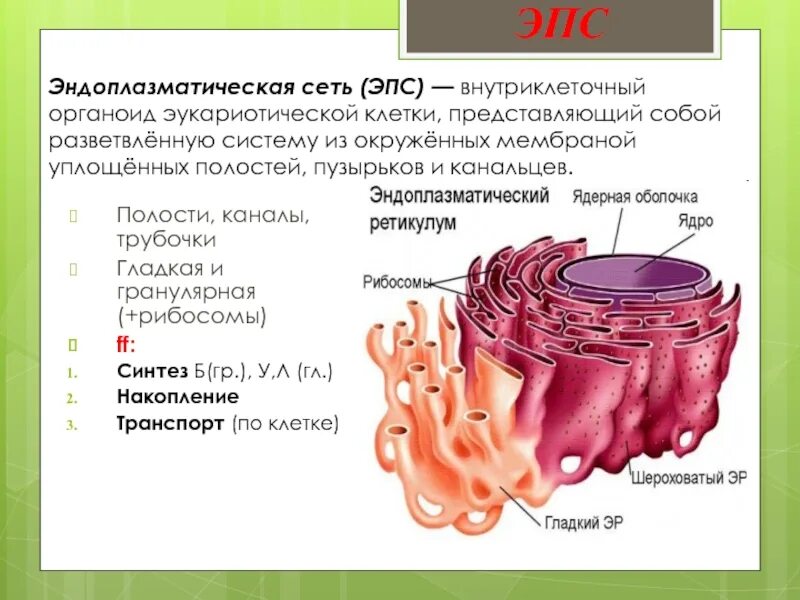 Эндоплазматическая сеть эукариотической клетки строение и функции. Эндоплазматическая мембрана. Гладкая и гранулярная эндоплазматическая сеть. Эндоплазматическая сеть (ЭПС).