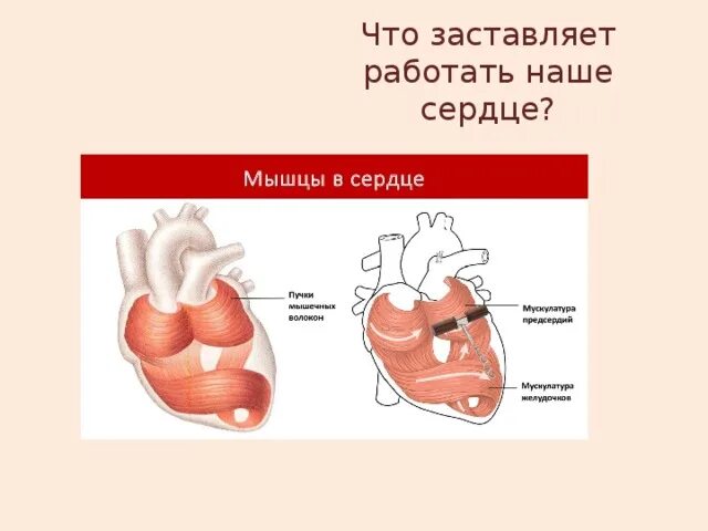 Сердце работает всю жизнь. Что заставляет работать сердце. Что заставляет сердце биться.