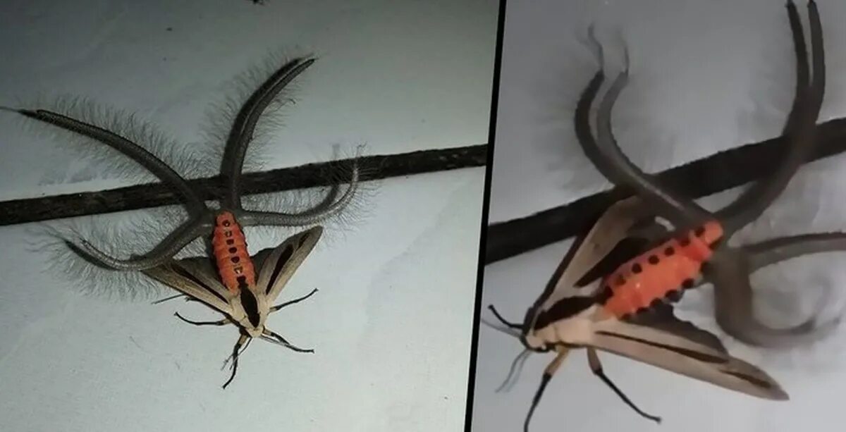 Как починить мотылек. Creatonotos gangis. мотылек creatonotos gangis. австралийский мотылёк creatonotos gangis. мотылек creatonotos gangis, обитающий в юго-восточной азии и австралии.