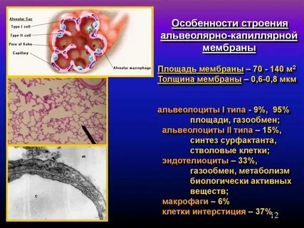 Альвеолярные эпителиальные клетки второго типа