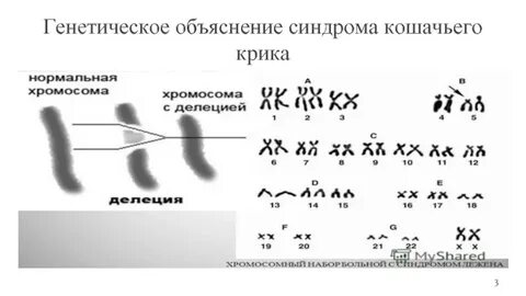 5 хромосом