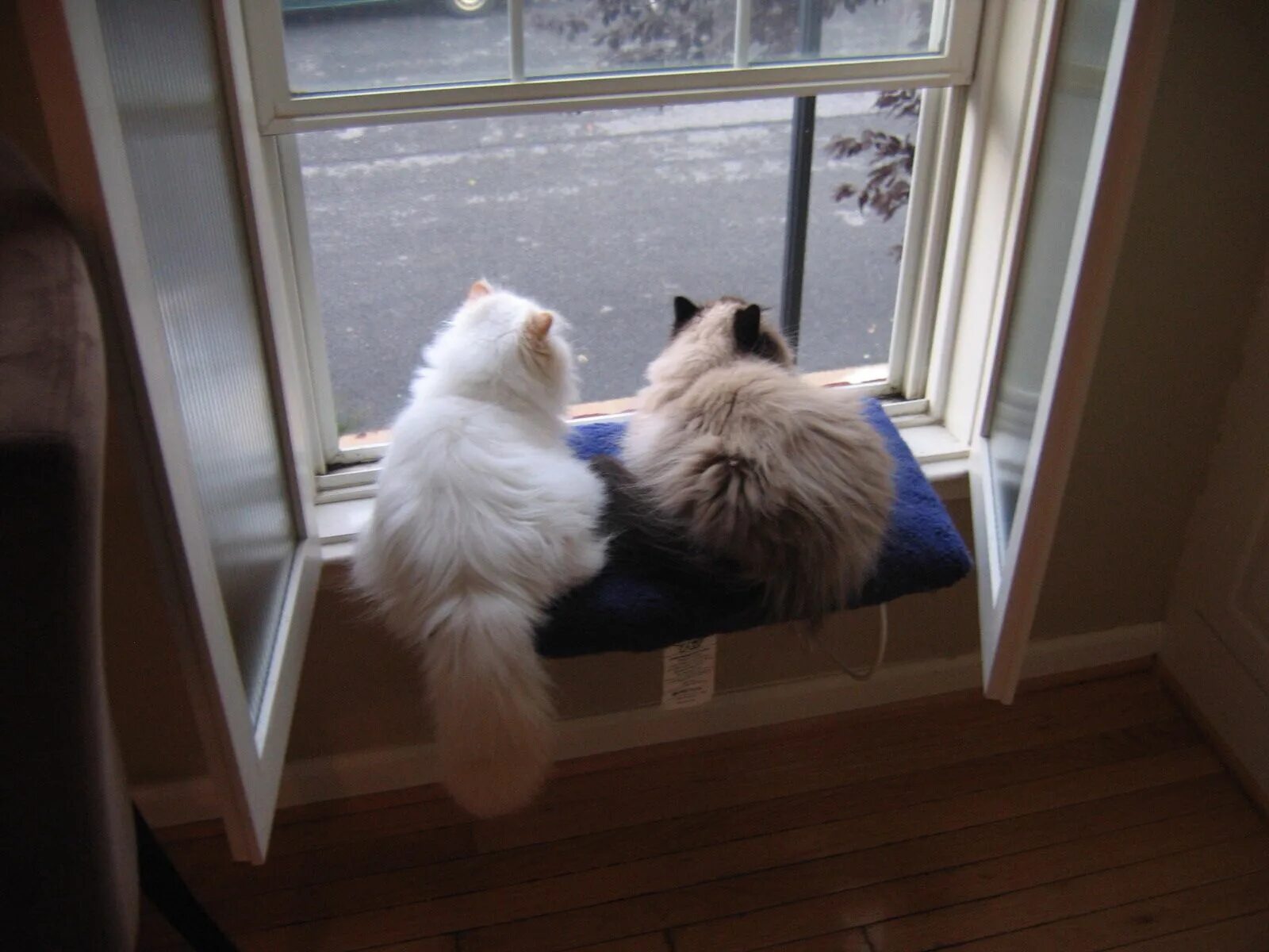 Кот под окном. Коты на подоконнике. Кот на окне. Кот ждет. Два кота у окна.
