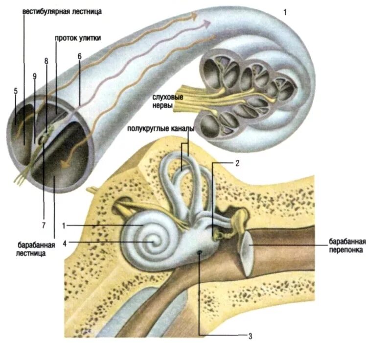 Строение улитки уха анатомия. Строение улитки внутреннего уха. Строение улитки уха человека. Внутреннее ухо улитка анатомия. Улитка и слуховой нерв