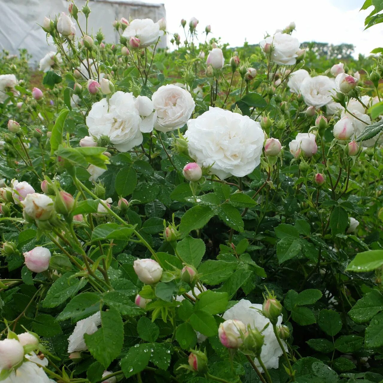 Саженцы белой розы. Белые кустарниковые розы.