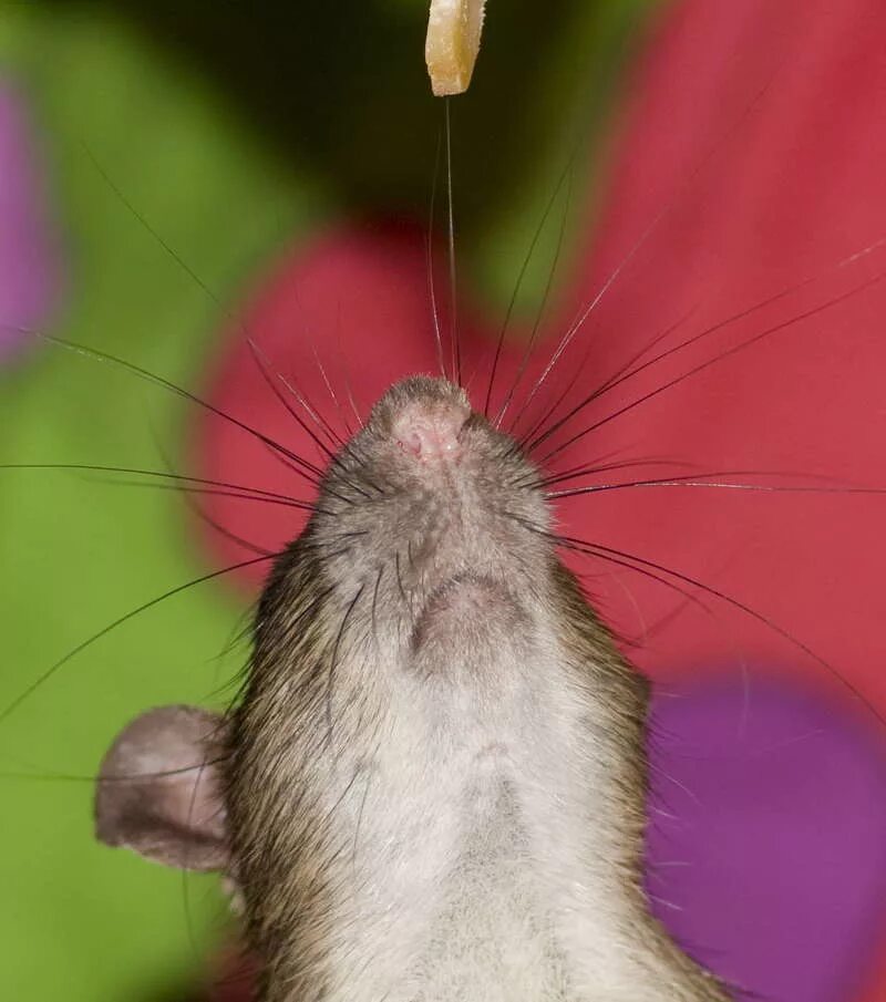 крыса с тюльпанами. сатиновая крыса дамбо. землеройковая крыса. крыса н. мягкоиглая щетинистая крыса.