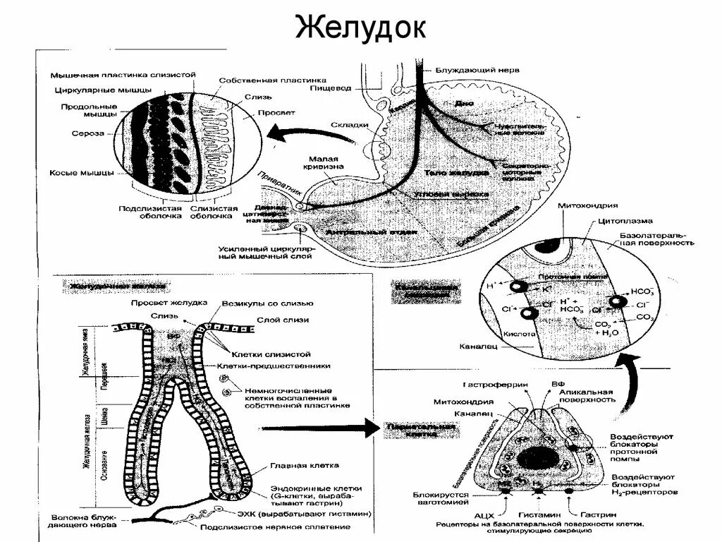 Слизь в организме причины. Слизь в желудке выделяют клетки. Муцин в пищеварительной системе человека. Слизистый секрет желудка.