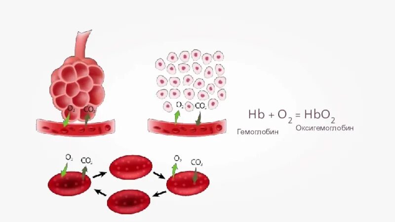 Гемоглобин оксигемоглобин карбоксигемоглобин. Эритроциты оксигемоглобина. Оксигемоглобин распадается на гемоглобин и кислород. Схема превращения гемоглобина в оксигемоглобин.