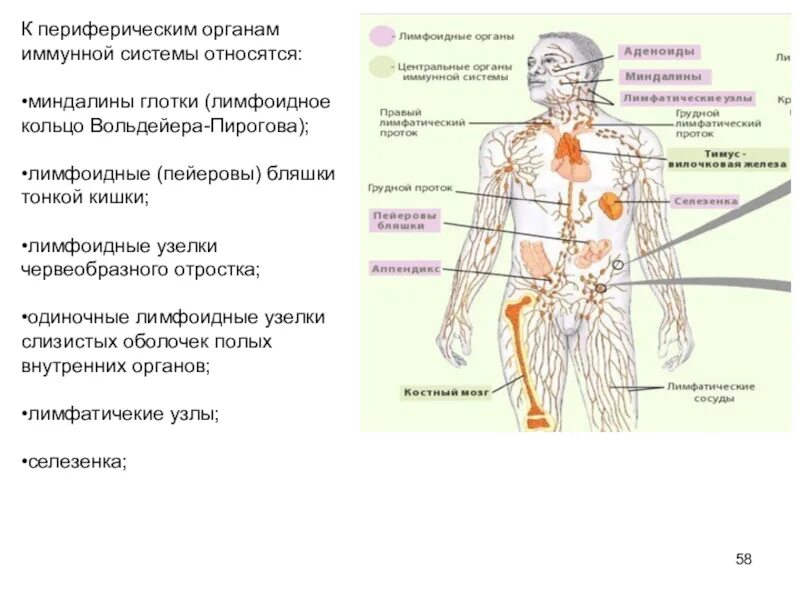 Иммунитет центральные и периферические органы иммунной системы. Центральные органы иммунной системы человека функции. К периферической иммунной системе относятся. Центральные органы иммунной системы человека микробиология. Иммунный центр