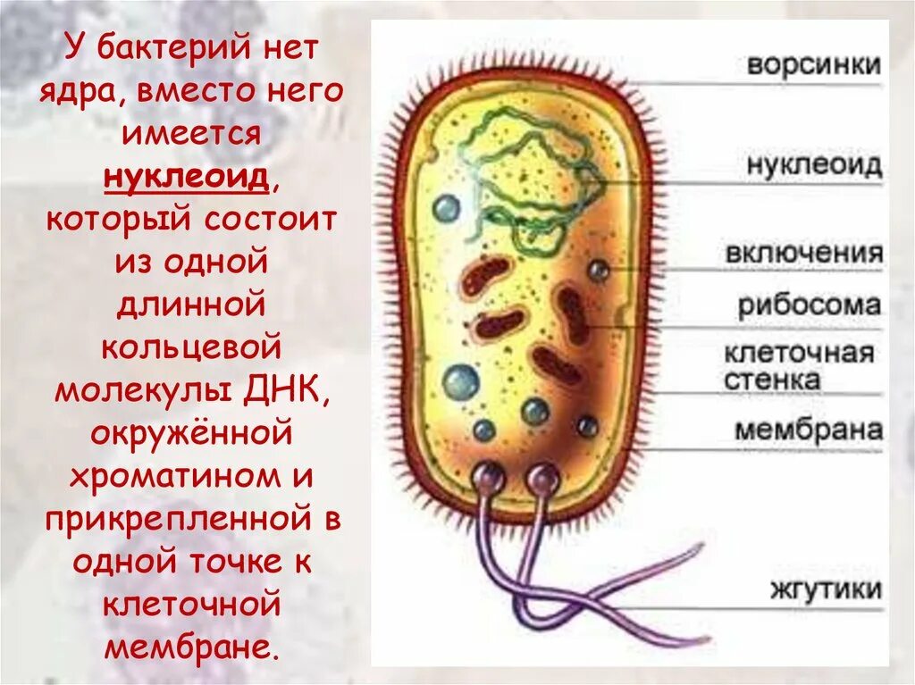 Строение бактериальной клетки включения. Строение бактериальной клетки дробянки. Строение включений бактерий. Структура бактериальной клетки нуклеоид. В клетках бактерий есть ядро