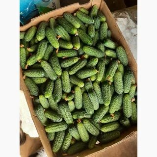 Продам огурец оптом