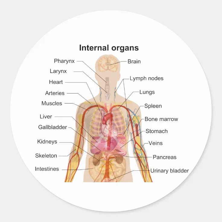 Internal organs. Внутренние органы. Органы человека на английском. Внутренние органы на английском. Внутренние органы человека.