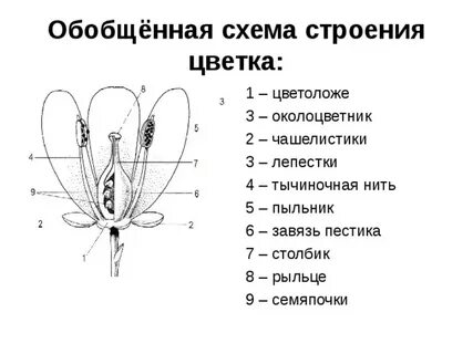 Элементы строения цветка рисунок