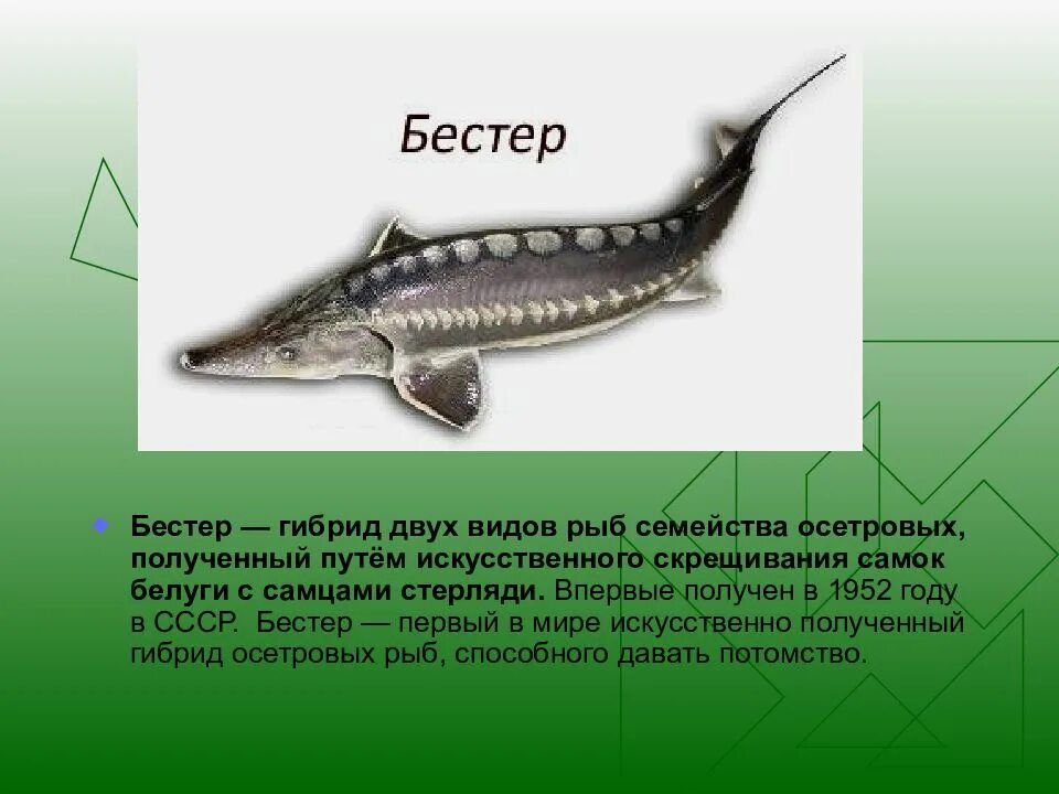 Описать гибридов. Рыба семейства осетровых Бестер. Бестер (рыба) осетровые. Бестер гибрид белуги и стерляди.