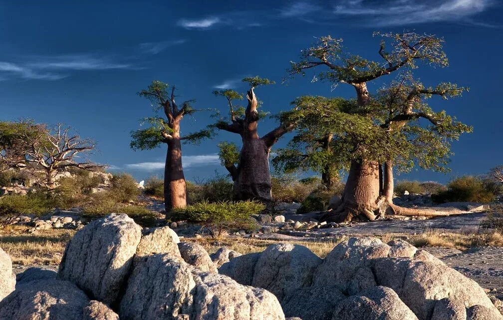 Очень толстой дерево. Баобаб дерево. Баобаб Африканский. Баобаб в Африке. Баобаб в Австралии.