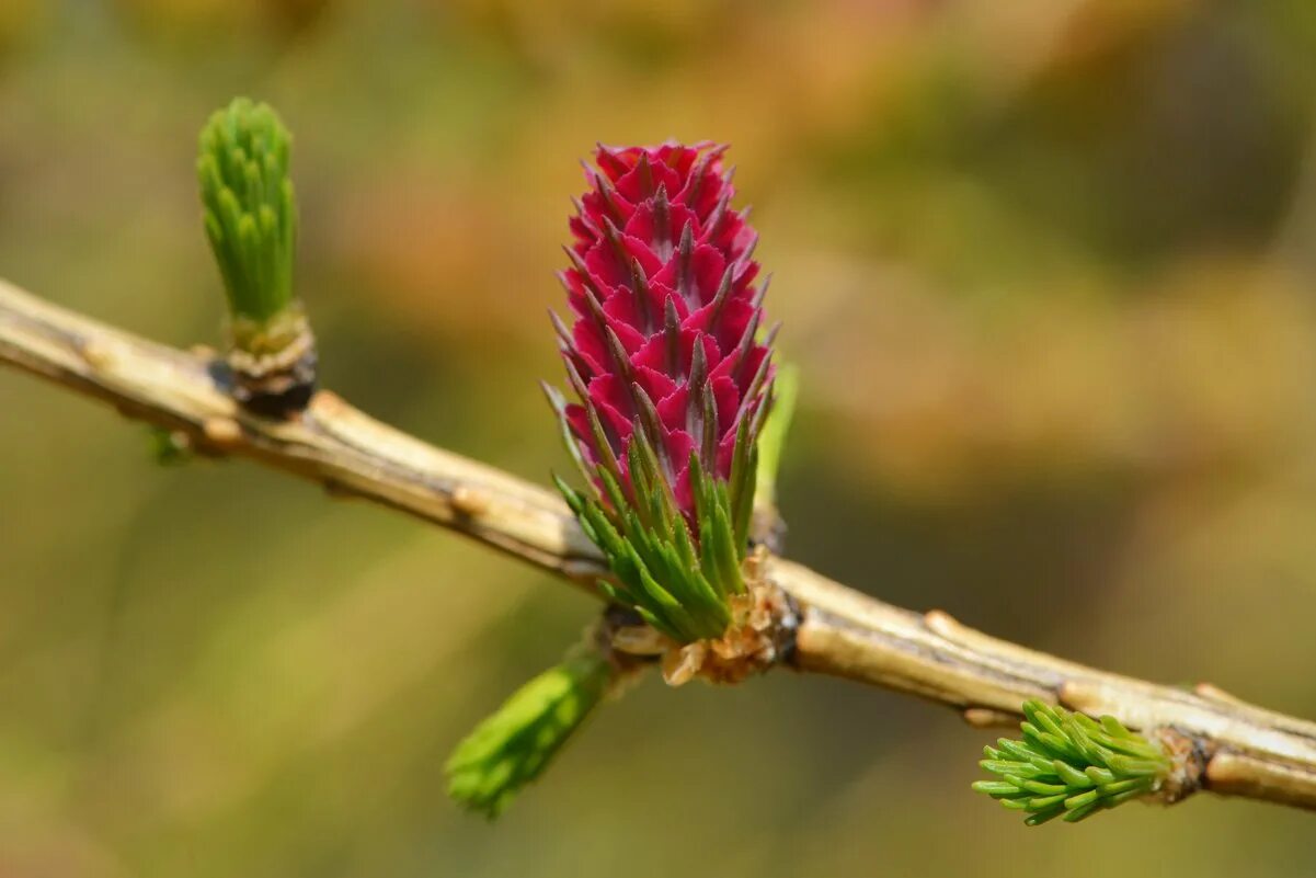 Сосновая почка и веточка. Сибирская лиственница почки. Сибирская лиственница почки. Микростробилы лиственницы сибирской. Лиственница даурская шишки.
