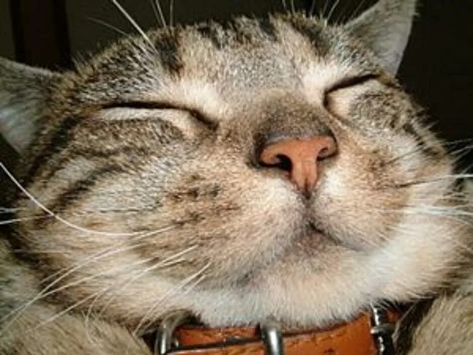 Харя это. Толстый довольный кот. кошачья харя. жирная морда кота. толстый кот улыбается.