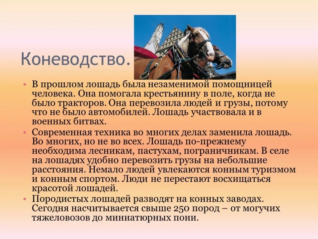 Коневодство презентация. Коневодство отрасль животноводства. Коневодство доклад. Проект про коневодство.