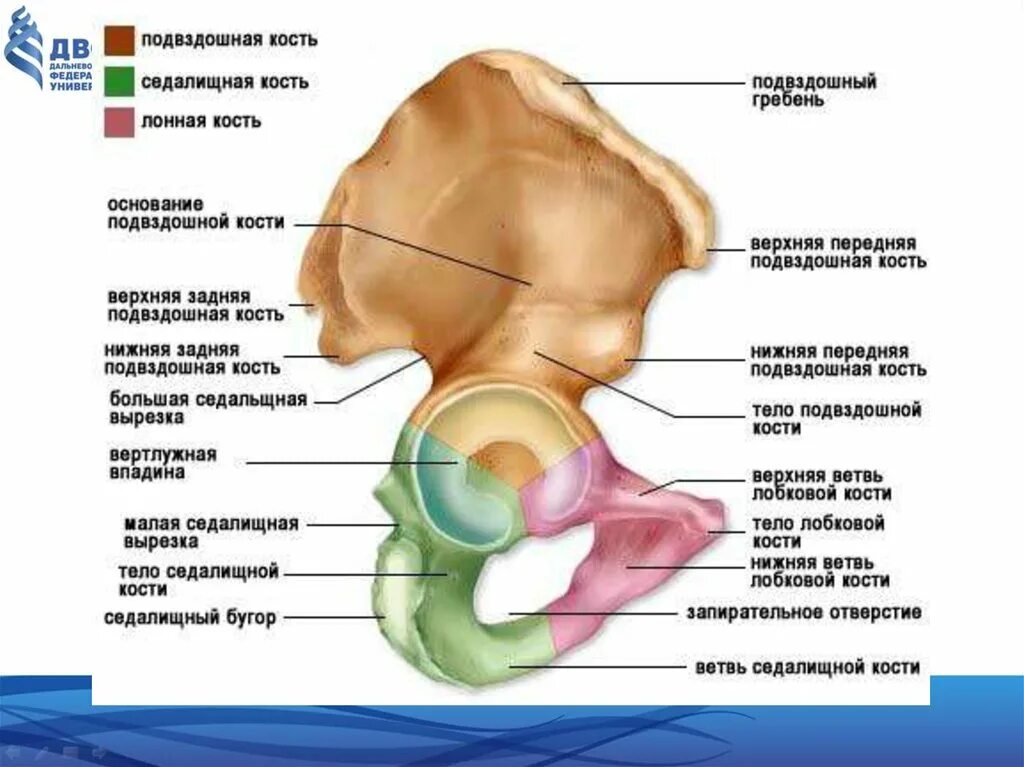 Гребень латынь. Лонная кость строение таза. Подвздошная кость анатомия строение. Седалищная кость анатомия. Строение подвздошной кости таза.