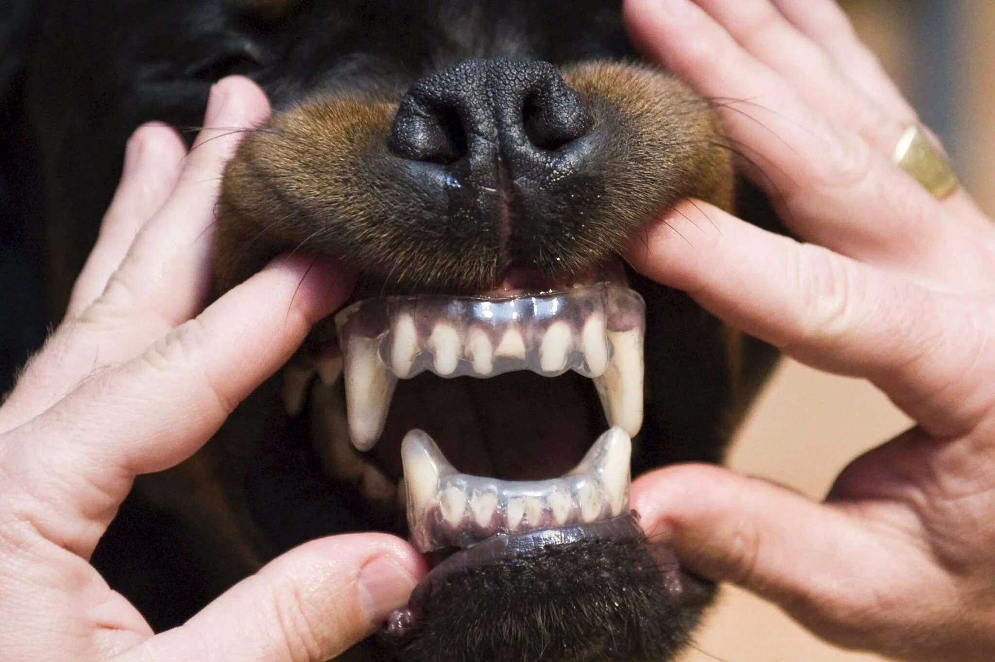Собака рот зубы. Ножницеобразный прикус у собак. Стаффордширский терьер прикус. Ножницеобразный прикус прикус собаки.