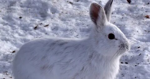 Сезонная линька