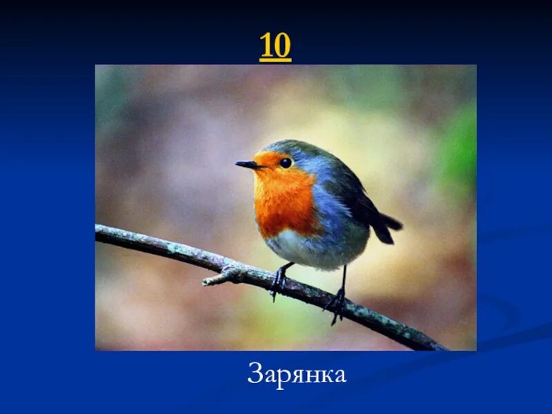 Слово зарянка. Сочинение про птицу зарянка. зарянка описание. зарянка егэ. зарянка список птиц киргизии.