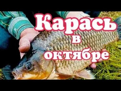 Карась осенью