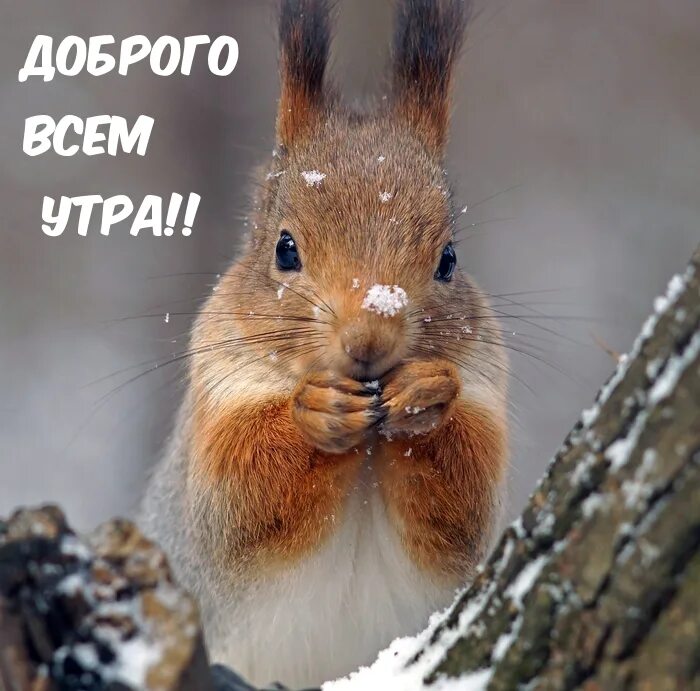 Картинки с добрым утром с белочкой. Доброе утро бельчонок. доброе утро белочка. белка умывается. с добрым утром белка.