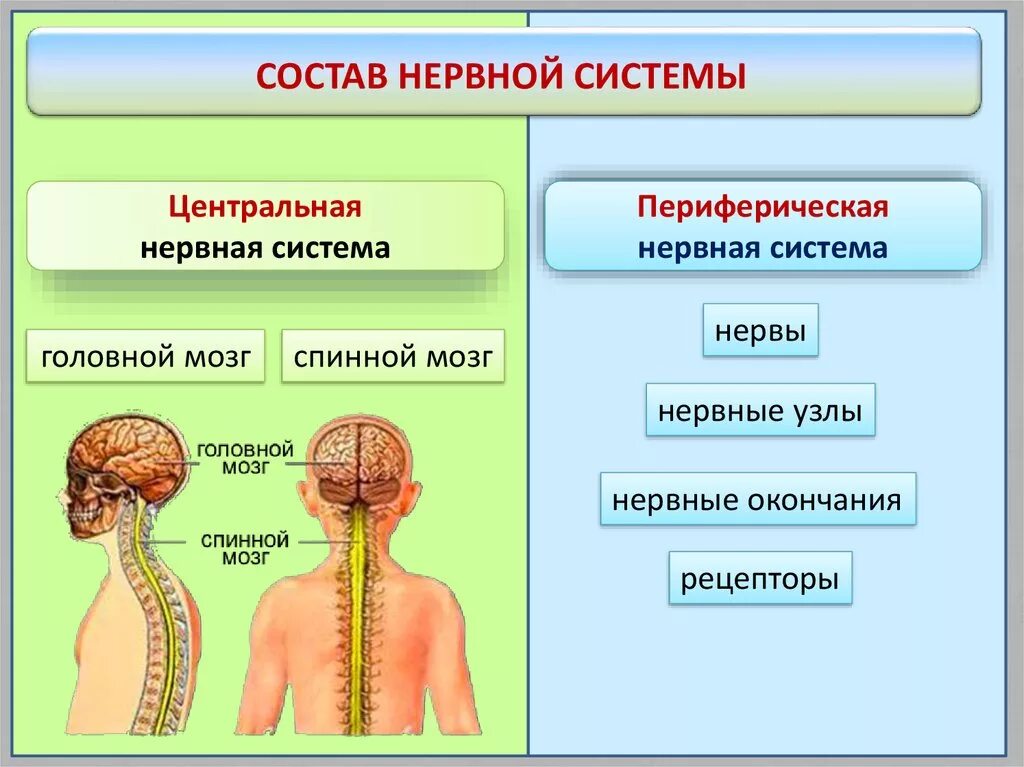 Строение нервной системы нервная система ЦНС периферическая. Нервная система человека из чего состоит схема. Строение ЦНС И ПНС. Состав центральной нервной системы человека. Органы центральной и периферической нервной системы