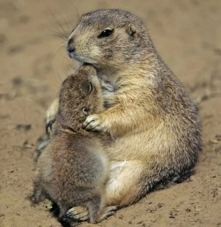 крапчатый суслик. дети сусликов. маленький суслик. длиннохвостый суслик детеныш. дети сусликов.