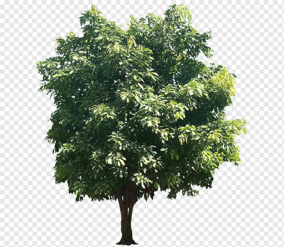 Sams tree
